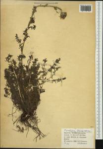 Tanacetum lanuginosum Sch. Bip. & Herder, Сибирь, Прибайкалье и Забайкалье (S4) (Россия)