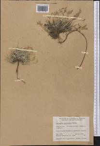 Astragalus spatulatus Sheldon, Америка (AMER) (Канада)