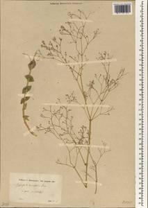 Gypsophila ruscifolia Boiss., Зарубежная Азия (ASIA) (Турция)