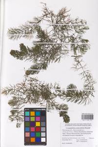 Роголистник крылатый, Восточная Европа, Ростовская область (E12a) (Россия)