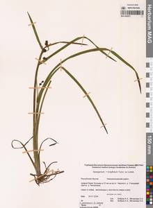 Ежеголовник злаковидный, Ежеголовник злаковый Georgi, Сибирь, Якутия (S5) (Россия)