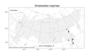 Smelowskia inopinata, Смеловския неожиданная (Kom.) Kom., Атлас флоры России (FLORUS) (Россия)
