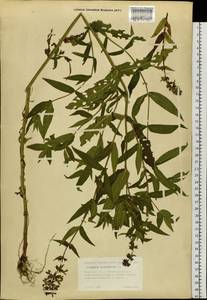 Чистец болотный L., Сибирь, Западная Сибирь (S1) (Россия)