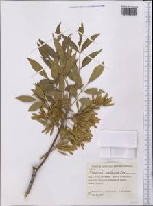 Fraxinus velutina Torr., Америка (AMER) (США)