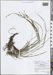 Осока корневищная Blytt ex Lindblom, Восточная Европа, Средневолжский район (E8) (Россия)