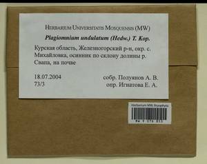 Plagiomnium undulatum (Hedw.) T.J. Kop., Гербарий мохообразных, Мхи - Центральное Черноземье (B10) (Россия)