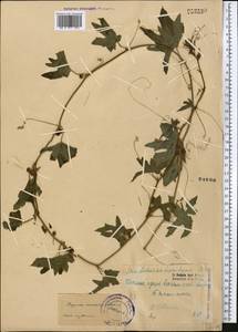Bryonia monoica Aitch. & Hemsl., Средняя Азия и Казахстан, Каракумы (M6) (Туркмения)