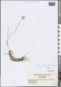 Лук меловой N.Friesen & Seregin, Восточная Европа, Средневолжский район (E8) (Россия)