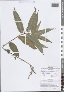 Горец земноводный (L.) Gray, Восточная Европа, Средневолжский район (E8) (Россия)