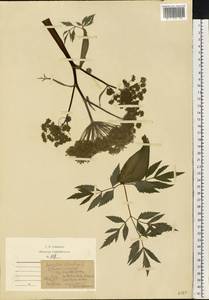 Дудник лесной L., Восточная Европа, Московская область и Москва (E4a) (Россия)