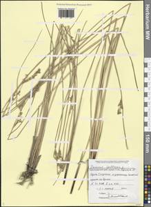 Ситник искривленный L., Кавказ, Черноморское побережье (от Новороссийска до Адлера) (K3) (Россия)