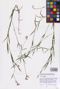 Гвоздика, Восточная Европа, Южно-Украинский район (E12) (Украина)