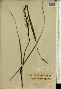 Tritoniopsis ramosa (Klatt) G.J.Lewis, Африка (AFR) (ЮАР)
