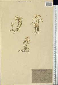 Очиток едкий L., Восточная Европа, Центральный район (E4) (Россия)