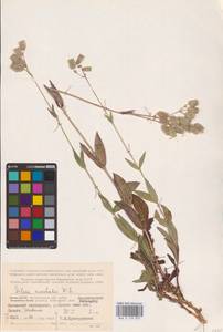 Смолевка обыкновенная, Хлопушка (Moench) Garcke, Восточная Европа, Северный район (E1) (Россия)