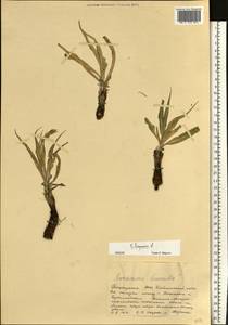 Pseudopodospermum hispanicum subsp. hispanicum, Восточная Европа, Восточный район (E10) (Россия)