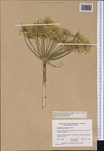 Heracleum sphondylium subsp. elegans (Crantz) Schübl. & G. Martens, Америка (AMER) (Канада)