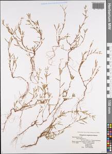 Спорыш незамечаемый, Спорыш незамеченный Besser, Восточная Европа, Центральный лесостепной район (E6) (Россия)