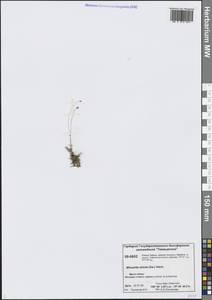 Минуарция прямая (Sw.) Rchb., Сибирь, Центральная Сибирь (S3) (Россия)