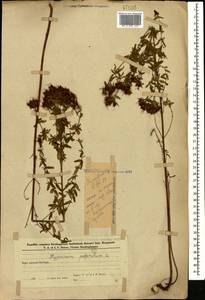 Зверобой продырявленный L., Кавказ, Азербайджан (K6) (Азербайджан)