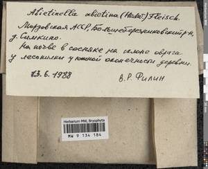Abietinella abietina (Hedw.) M. Fleisch., Гербарий мохообразных, Мхи - Среднее Поволжье (B9) (Россия)