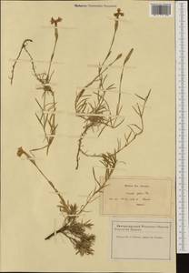 Dianthus gallicus Pers., Западная Европа (EUR) (Франция)