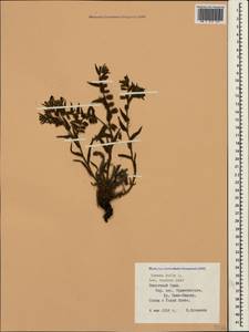 Nonea pulla subsp. pulla, Крым (KRYM) (Россия)