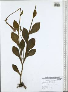 Nicotiana ×sanderae W. Watson, Восточная Европа, Центральный район (E4) (Россия)