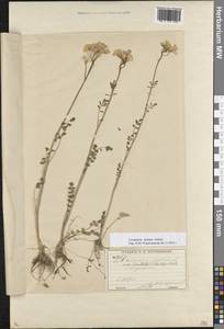 Cardamine pratensis subsp. dentata (Schult.) Čelak., Восточная Европа, Московская область и Москва (E4a) (Россия)