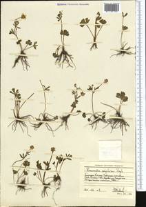 Ranunculus demissus DC., Средняя Азия и Казахстан, Западный Тянь-Шань и Каратау (M3) (Киргизия)