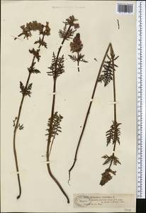 Pedicularis anthemifolia subsp. elatior (Regel) Tsoong, Средняя Азия и Казахстан, Джунгарский Алатау и Тарбагатай (M5) (Казахстан)