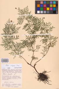 Горицвет волжский, Адонис волжский DC., Восточная Европа, Нижневолжский район (E9) (Россия)