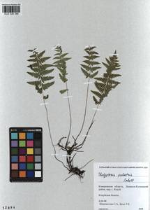 Телиптерис болотный (Salisb.) Schott, Сибирь, Алтай и Саяны (S2) (Россия)