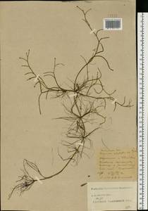 Лютик многолистный Waldst. & Kit. ex Willd., Восточная Европа, Центральный лесостепной район (E6) (Россия)