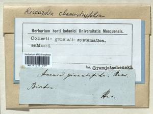 Riccardia chamedryfolia (With.) Grolle, Гербарий мохообразных, Мхи - Западная Европа (BEu)