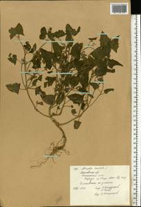 Лебеда лежачая, Лебеда простертая DC., Восточная Европа, Московская область и Москва (E4a) (Россия)