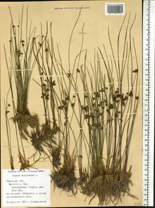 Ситник нитевидный L., Сибирь, Западная Сибирь (S1) (Россия)