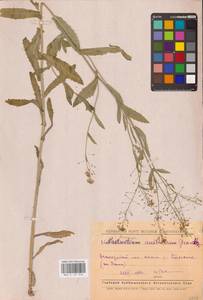 Жерушник австрийский (Crantz) Besser, Восточная Европа, Средневолжский район (E8) (Россия)