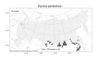 Elymus pendulinus, Пырейник повислый (Nevski) Tzvelev, Атлас флоры России (FLORUS) (Россия)