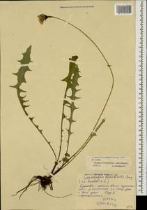 Leontodon hispidus subsp. danubialis (Jacq.) Simonk., Кавказ, Северная Осетия, Ингушетия и Чечня (K1c) (Россия)