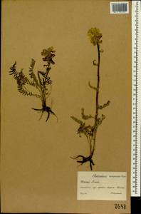 Мытник плотный Stephan ex Willd., Сибирь, Западный (Казахстанский) Алтай (S2a) (Казахстан)