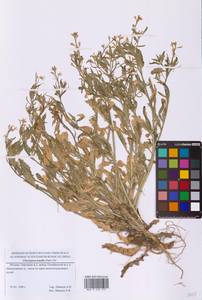 Хориспора нежная, Хориспора тоненькая (Pall.) DC., Восточная Европа, Московская область и Москва (E4a) (Россия)