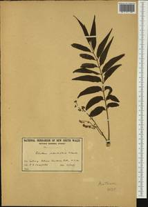 Ailanthus triphysa (Dennst.) Alston, Австралия и Океания (AUSTR) (Австралия)