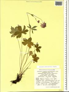 Astrantia major subsp. biebersteinii (Fisch. & C. A. Mey.) I. Grint., Кавказ, Северная Осетия, Ингушетия и Чечня (K1c) (Россия)