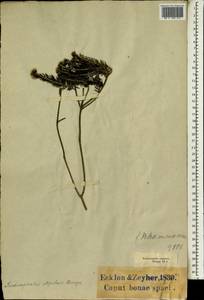 Trichocephalus stipularis (L.) Brongn., Африка (AFR) (ЮАР)
