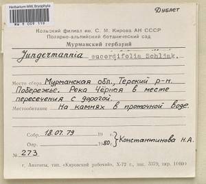 Jungermannia eucordifolia Schljakov, Гербарий мохообразных, Мхи - Карелия, Ленинградская и Мурманская области (B4) (Россия)