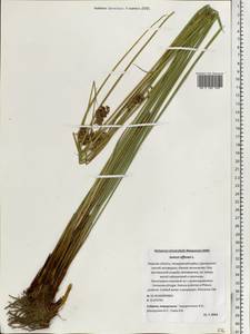 Ситник развесистый L., Восточная Европа, Северо-Западный район (E2) (Россия)