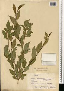 Ива ложнопятитычинковая (Flod.) Flod., Монголия (MONG) (Монголия)