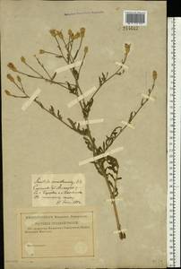 Klasea erucifolia (L.) Greuter & Wagenitz, Восточная Европа, Нижневолжский район (E9) (Россия)