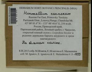 Homomallium connexum (Cardot) Broth., Гербарий мохообразных, Мхи - Дальний Восток (без Чукотки и Камчатки) (B20) (Россия)